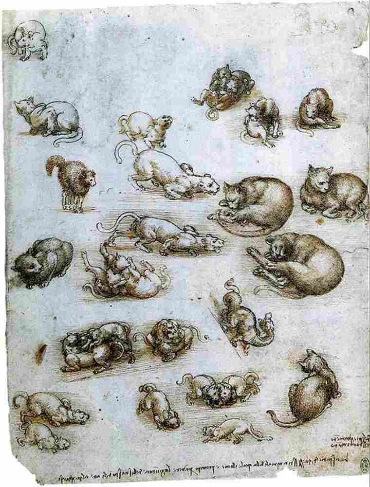 leonardo da vinci Study of Cats a Dragan and other Animals Art A4 Photo Print