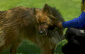 leonberger grooming dog Vintage A4 Photo Print