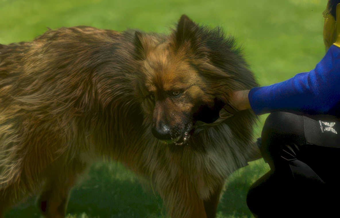 leonberger grooming dog Vintage A4 Photo Print