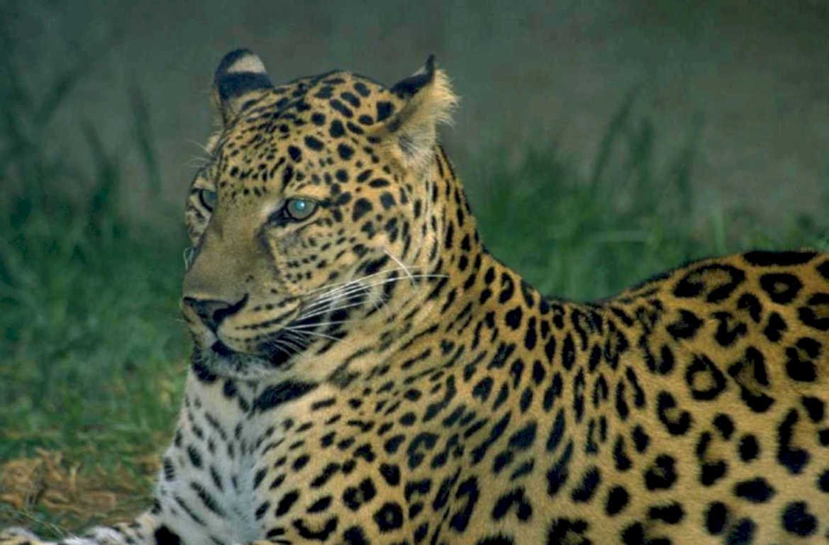 leopard grass eyes 1980s 1990s A4 Photo Print