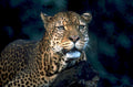 leopard jungle portrait1980s 1990s A4 Photo Print