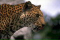 leopard jungle spots1980s 1990s A4 Photo Print