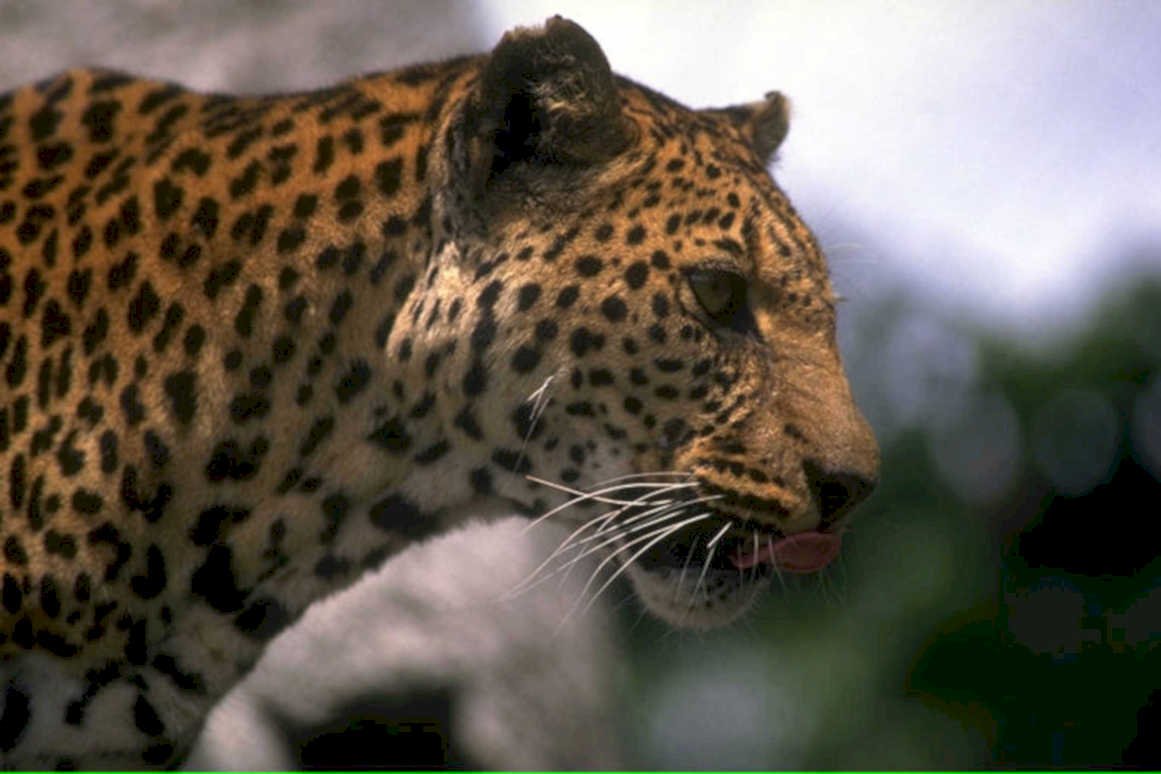 leopard jungle spots1980s 1990s A4 Photo Print