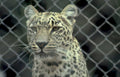 leopard portrait fence Vintage A4 Photo Print