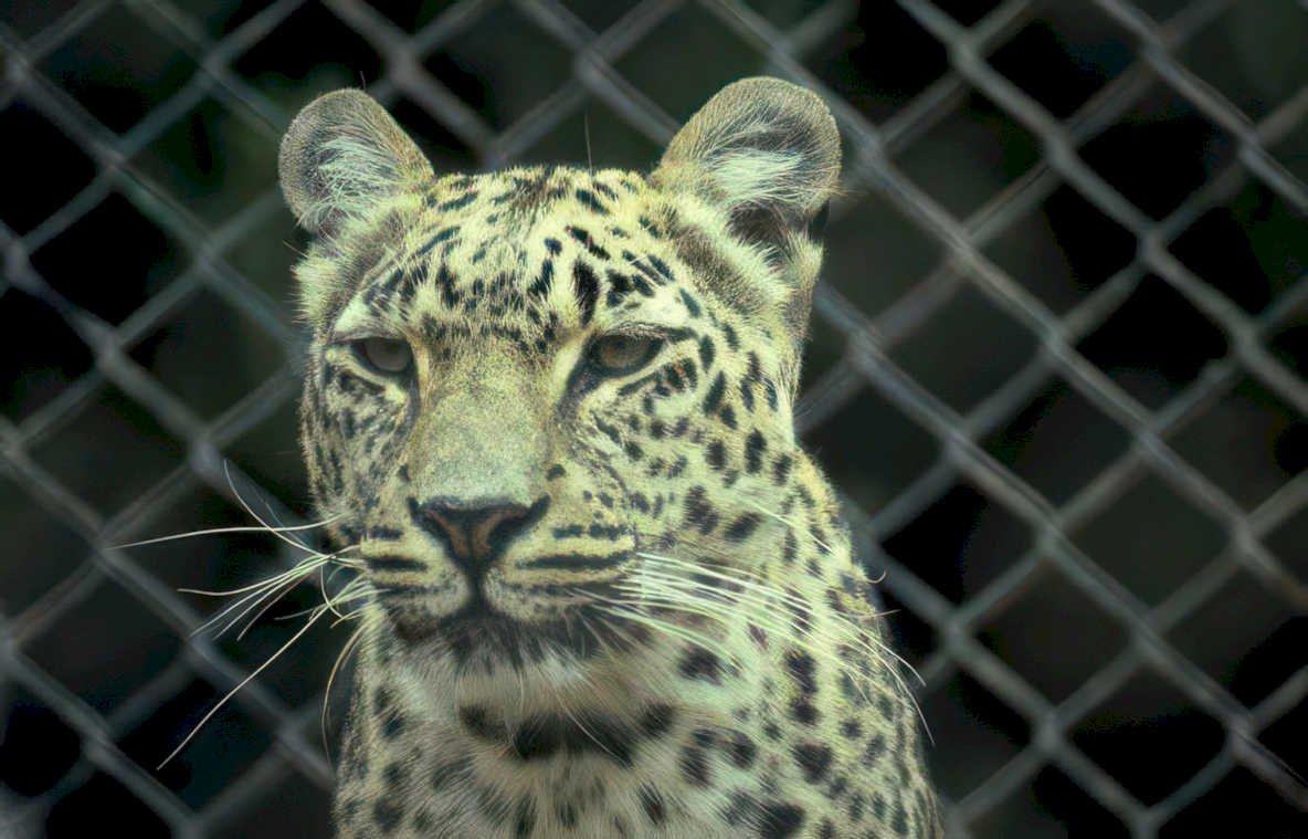 leopard rosette fence Vintage A4 Photo Print