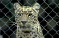 leopard rosettes zoo Vintage A4 Photo Print