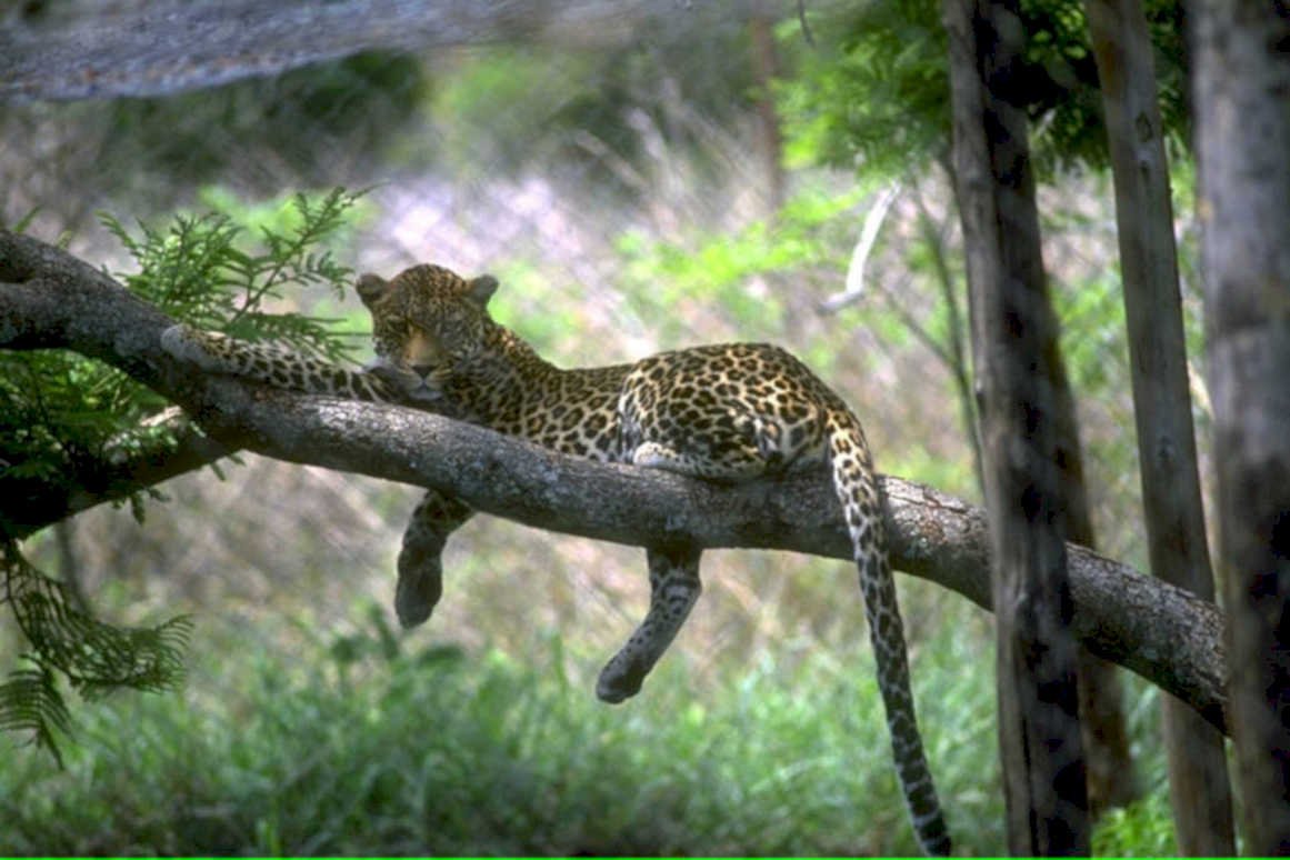 leopard savanna tree1980s 1990s A4 Photo Print