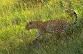 leopard serengeti grassland 1980s 1990s A4 Photo Print