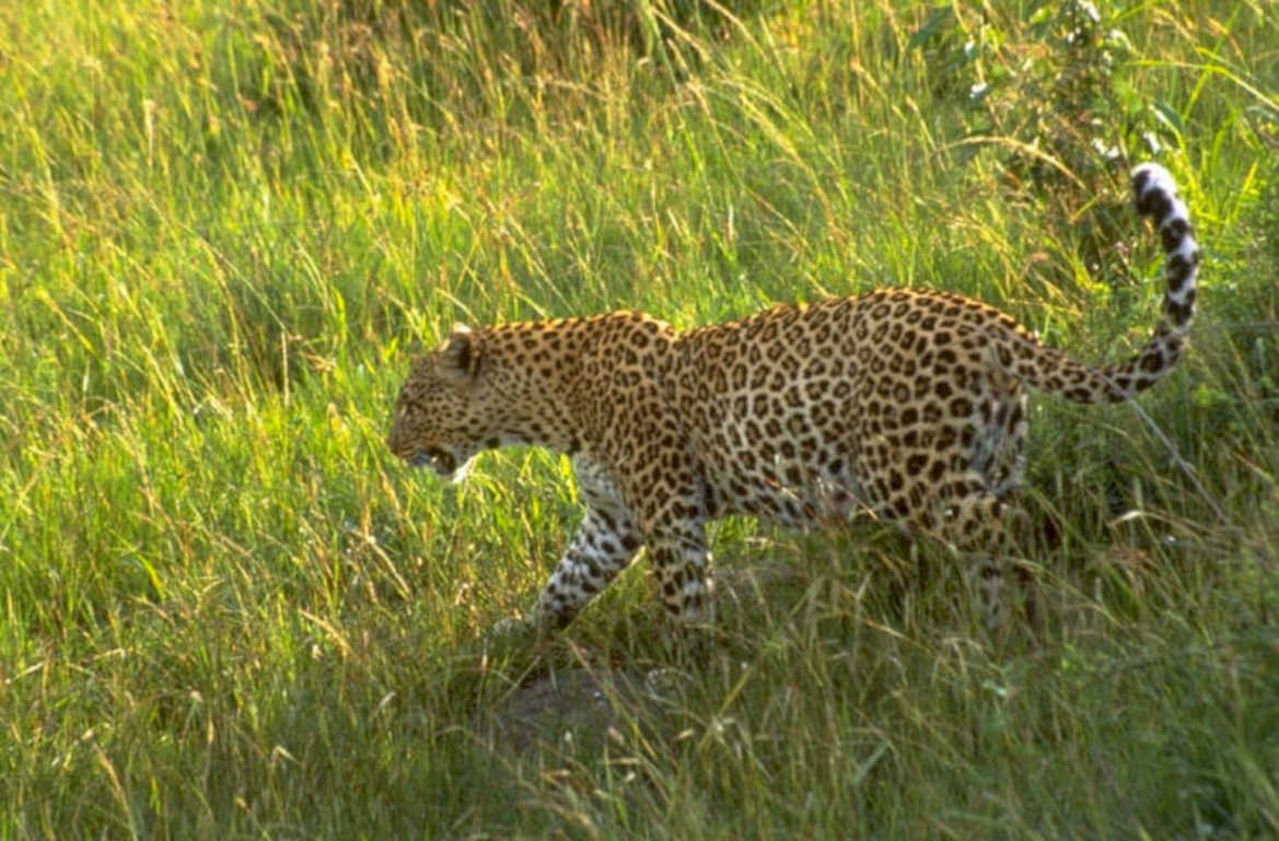 leopard serengeti grassland 1980s 1990s A4 Photo Print