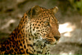 leopard spots jungle1980s 1990s A4 Photo Print