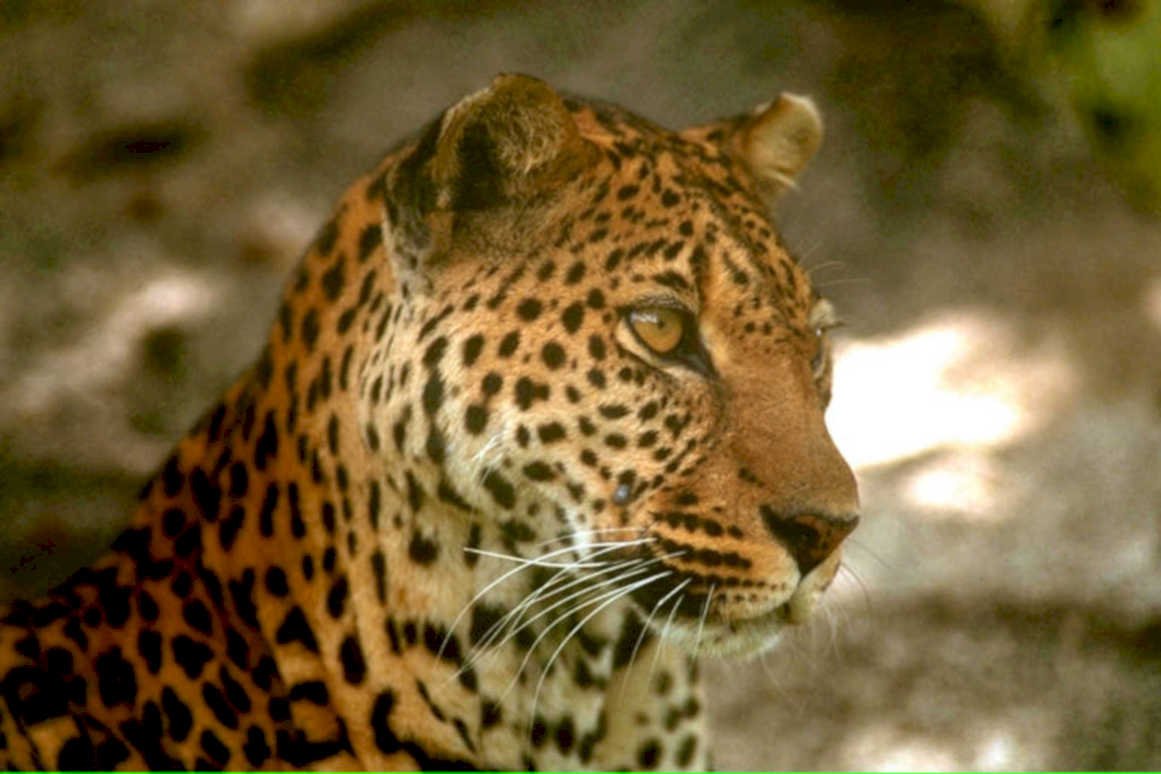 leopard spots jungle1980s 1990s A4 Photo Print