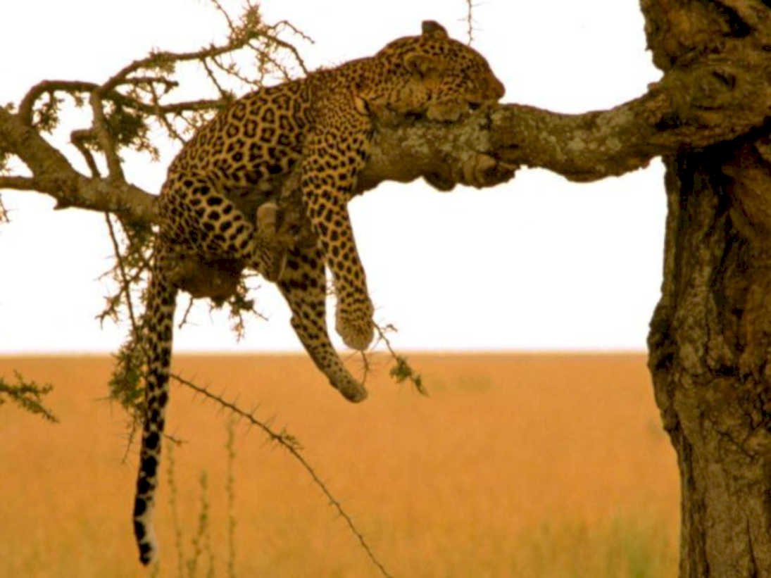 leopard tree branch1980s 1990s A4 Photo Print