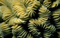 leptoscarus chionopectinatus spines Vintage A4 Photo Print