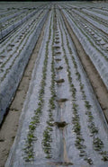 lettuce irrigation rows 1980s 1990s A4 Photo Print