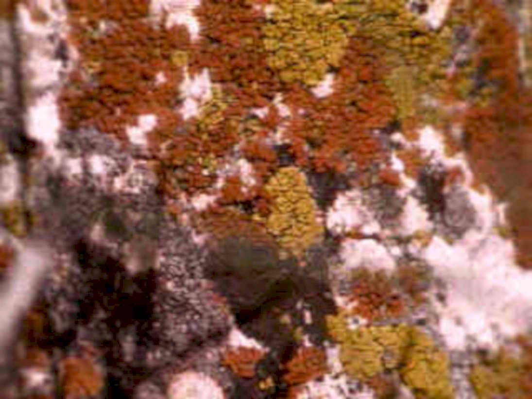 lichen bark macro1980s 1990s A4 Photo Print