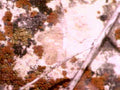 lichen branch birch1980s 1990s A4 Photo Print