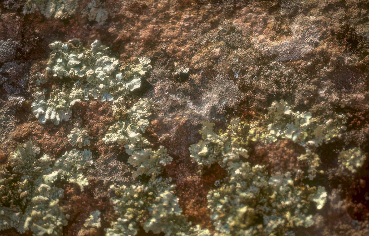 lichen rock face Vintage A4 Photo Print