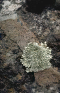 lichen rock outcrop Vintage A4 Photo Print