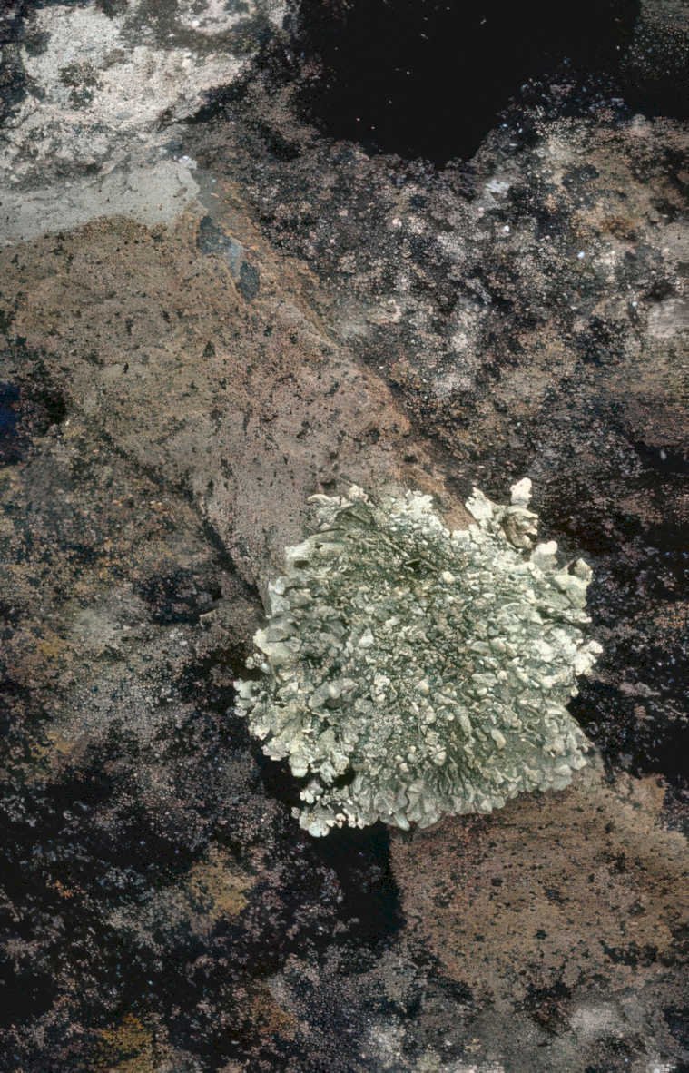 lichen rock outcrop Vintage A4 Photo Print