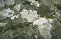 lichen rock surface Vintage A4 Photo Print