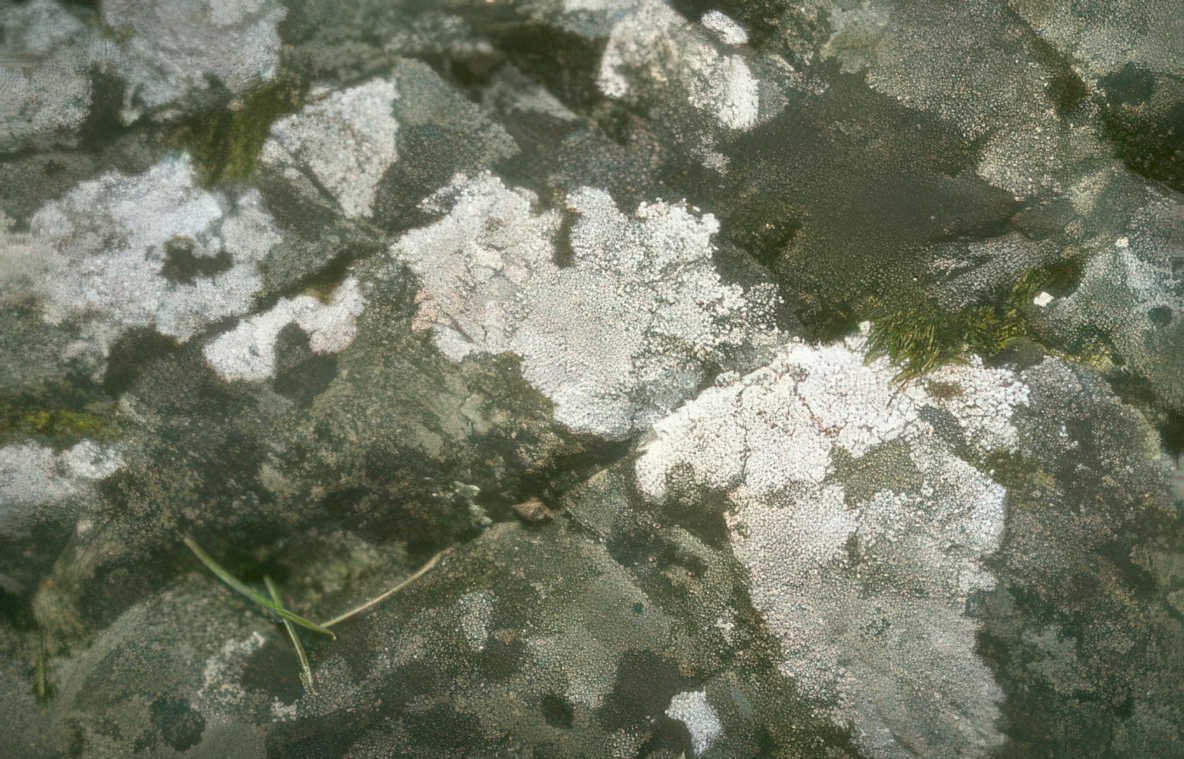 lichen rock surface Vintage A4 Photo Print