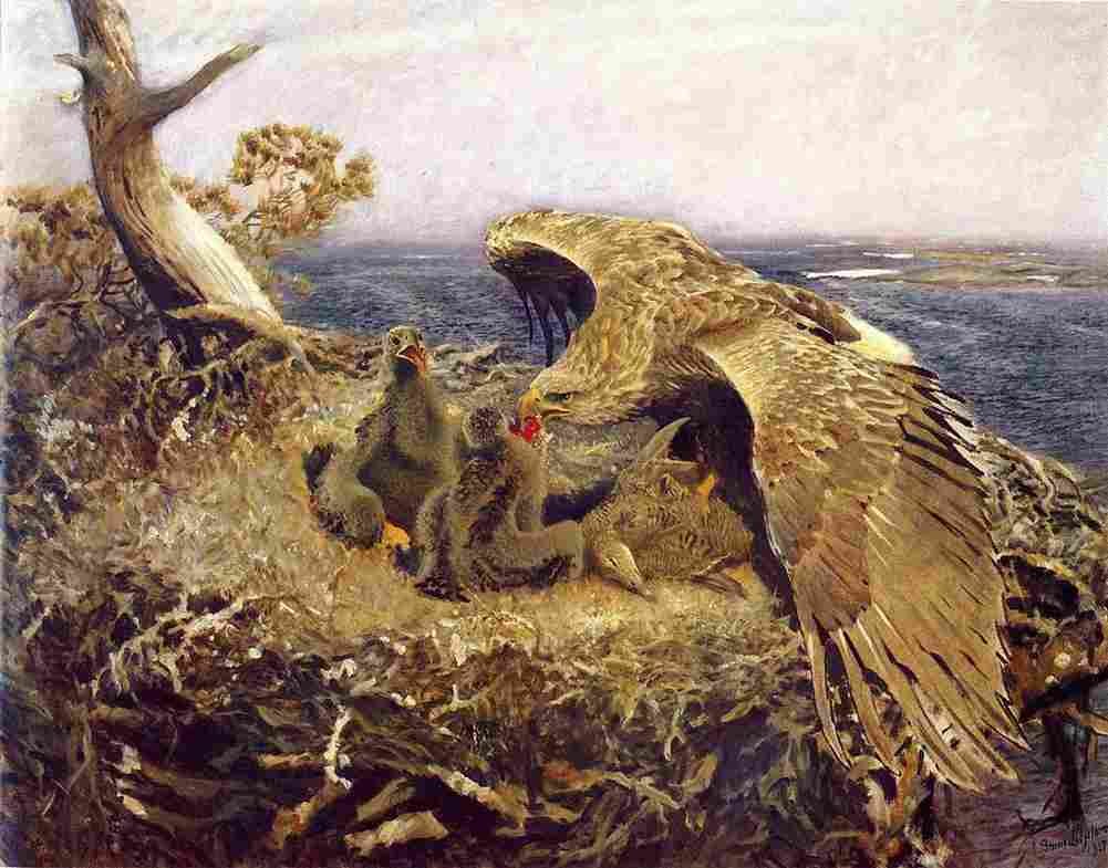 lil Sea Eagles Nest Art A4 Photo Print