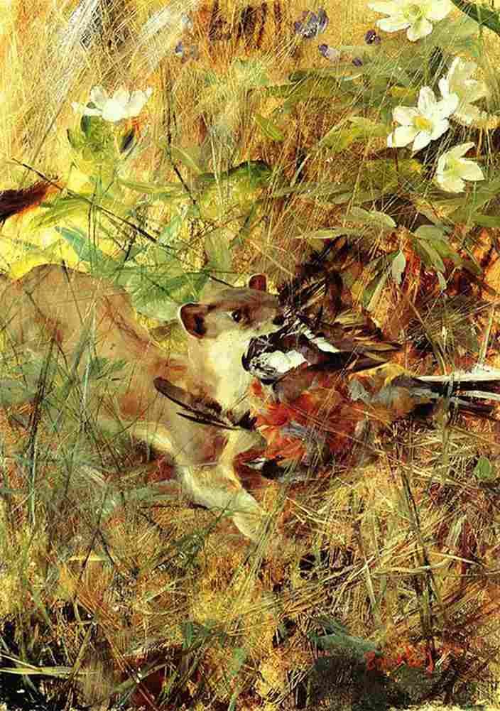 lil Weasel with Chaffinch Art A4 Photo Print