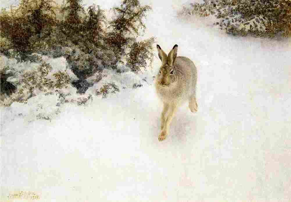 lil Winter Hare Art A4 Photo Print