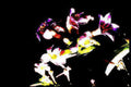 lilies pink white Vintage A4 Photo Print