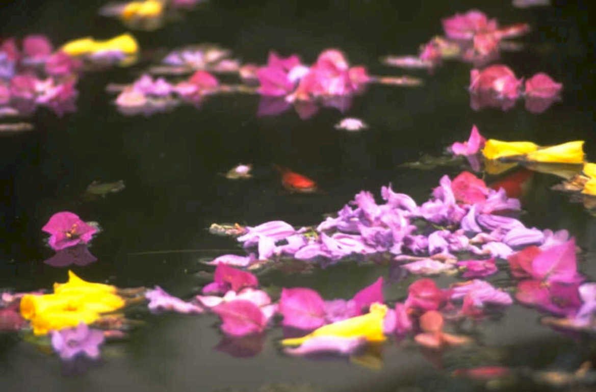 lilies pond water 1980s 1990s A4 Photo Print