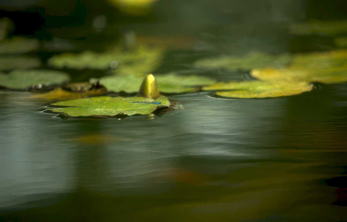 lily pad reflection Vintage A4 Photo Print