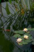 lily pad reflections 1980s 1990s A4 Photo Print