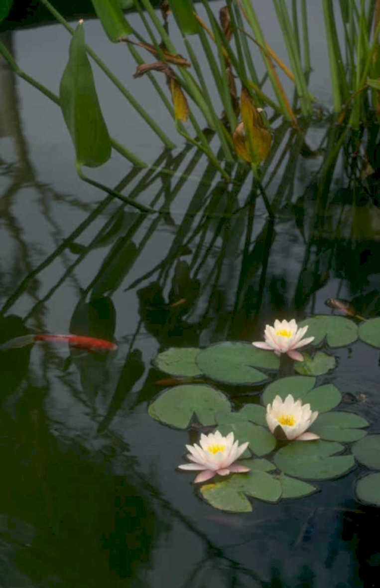 lily pad reflections 1980s 1990s A4 Photo Print