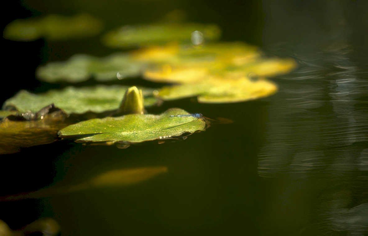 lily pads dragonfly Vintage A4 Photo Print