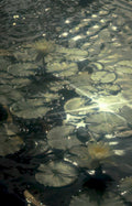 lily pads reflection Vintage A4 Photo Print