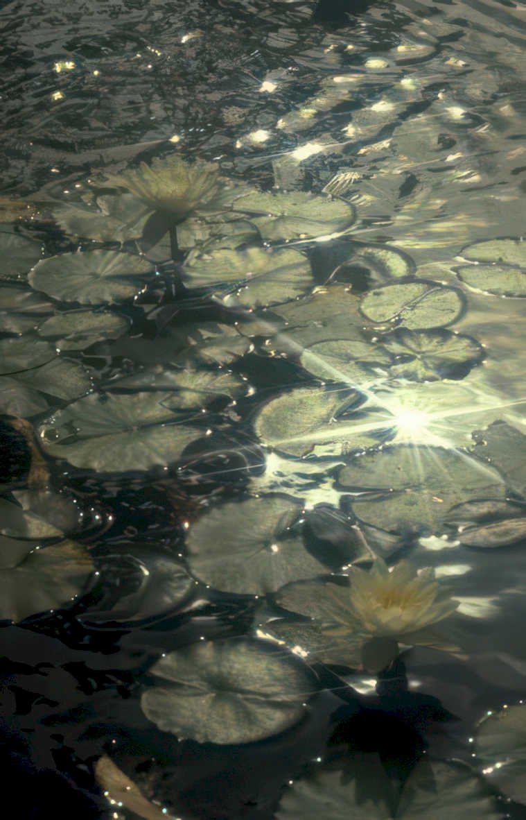 lily pads reflection Vintage A4 Photo Print