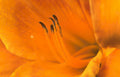 lily stamen orange Vintage A4 Photo Print
