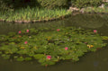 lilypad pond reflection 1980s 1990s A4 Photo Print