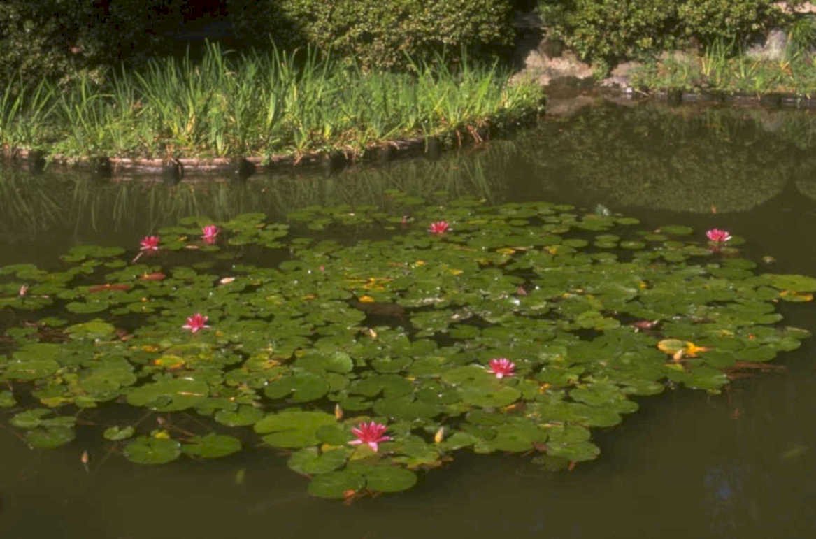 lilypad pond reflection 1980s 1990s A4 Photo Print