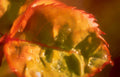 lime halved juice Vintage A4 Photo Print
