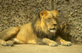 lion concrete zoo Vintage A4 Photo Print