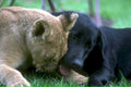 lion cub labrador1980s 1990s A4 Photo Print