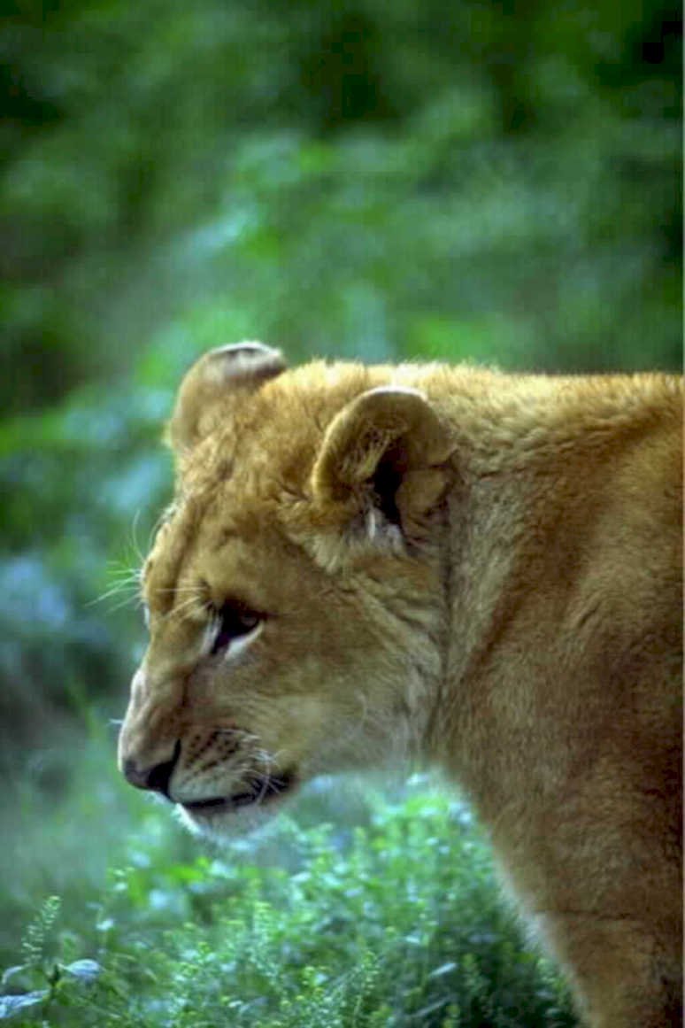 lion cub portrait1980s 1990s A4 Photo Print
