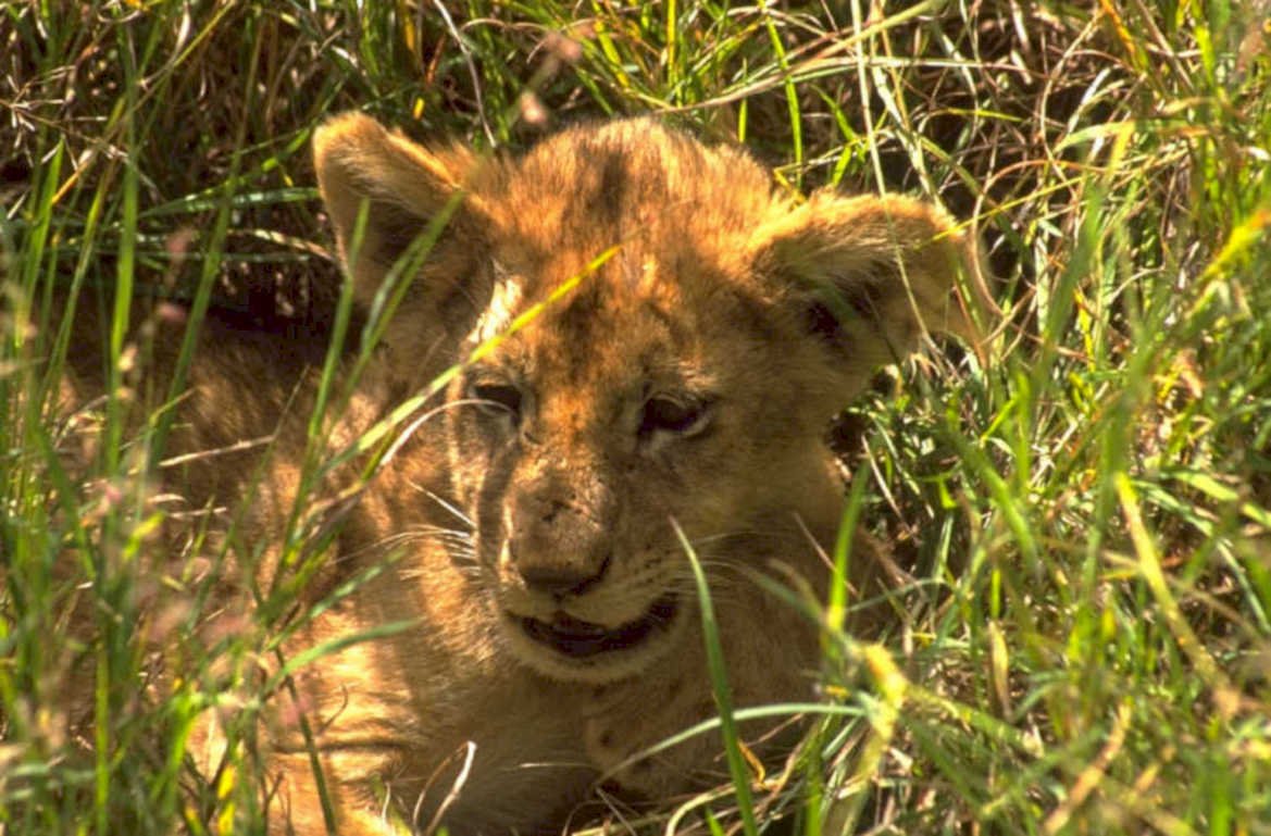lion cub safari 1980s 1990s A4 Photo Print