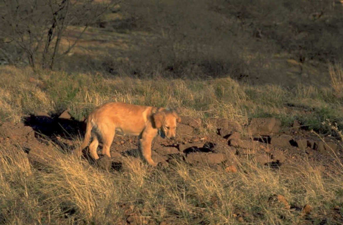 lion cub savanna 1980s 1990s A4 Photo Print