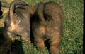 lion cubs grassland Vintage A4 Photo Print
