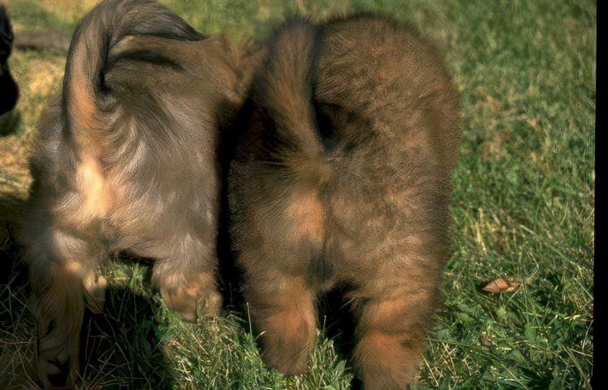 lion cubs grassland Vintage A4 Photo Print