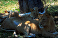 lion cubs tanzania1980s 1990s A4 Photo Print