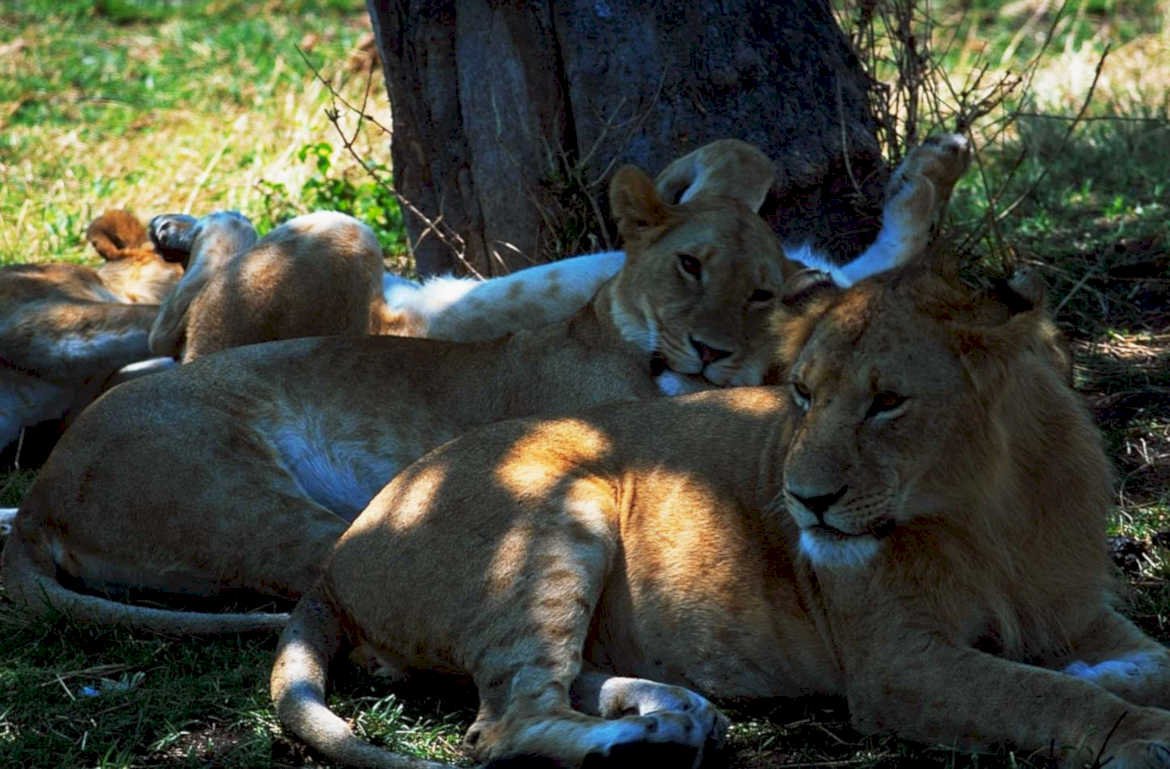 lion cubs tanzania1980s 1990s A4 Photo Print