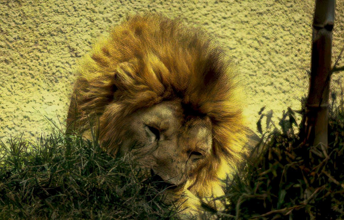 lion enclosure zoo Vintage A4 Photo Print